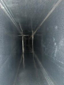 The Dangers Of Black Mold